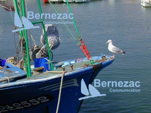 mouette sur un bateau de pche au port de La Cotinire