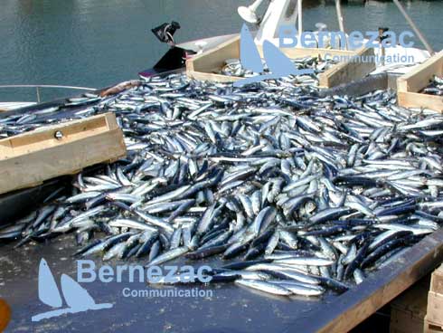 les sardines au port de pche de La Cotinire, Ile d'Olron