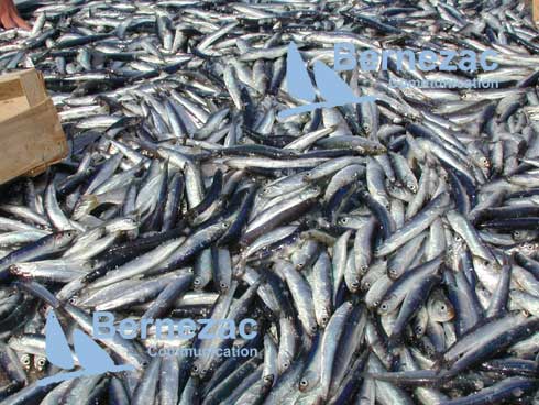 les sardines au port de pche de La Cotinire, Ile d'Olron